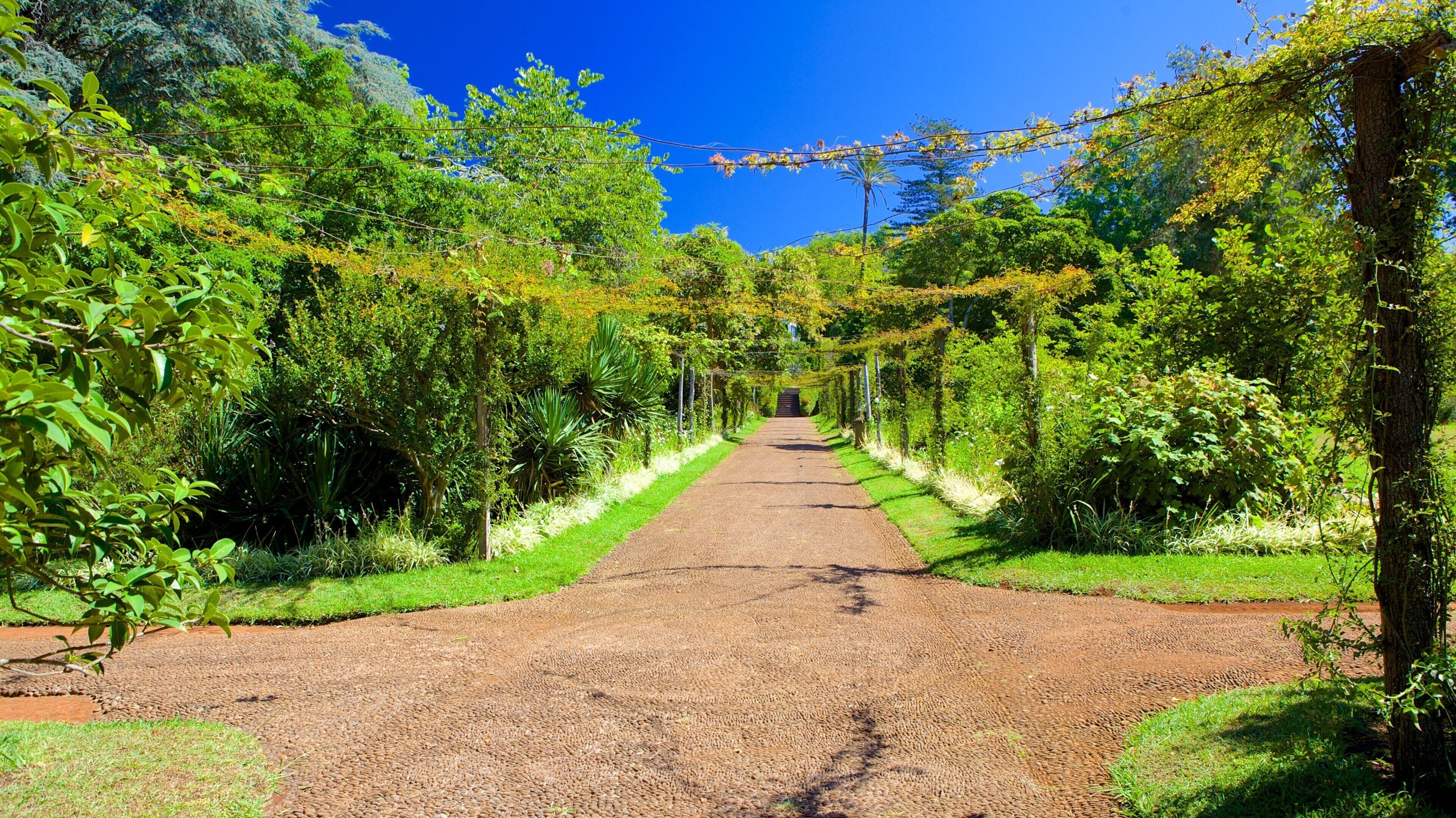 Palheiron puutarha featuring puisto