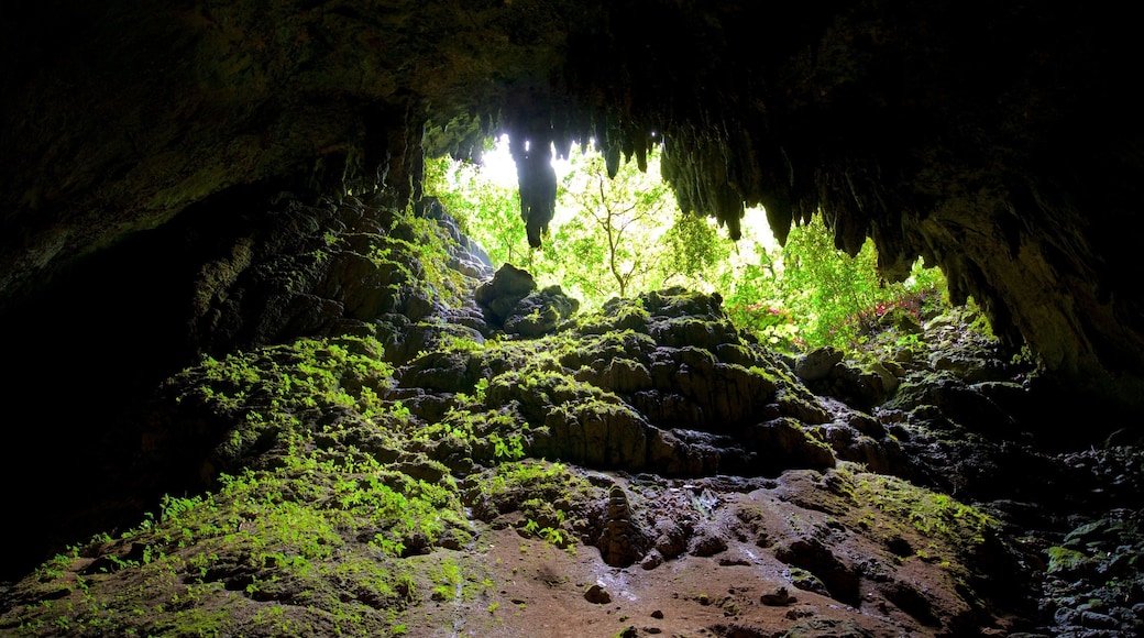 Rio Camuy Cave Park