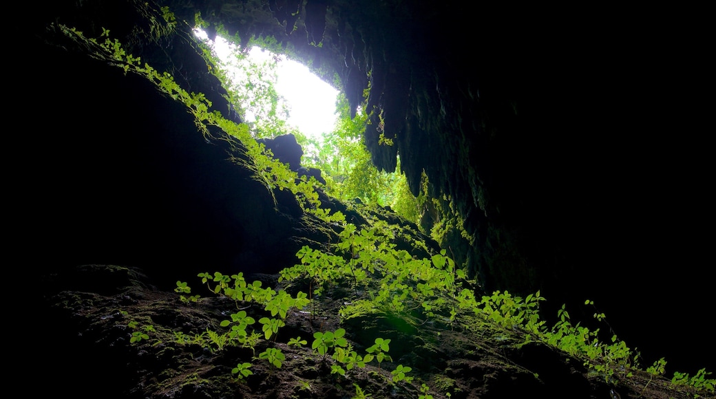 Camuy River Cave Park showing forest scenes and caves