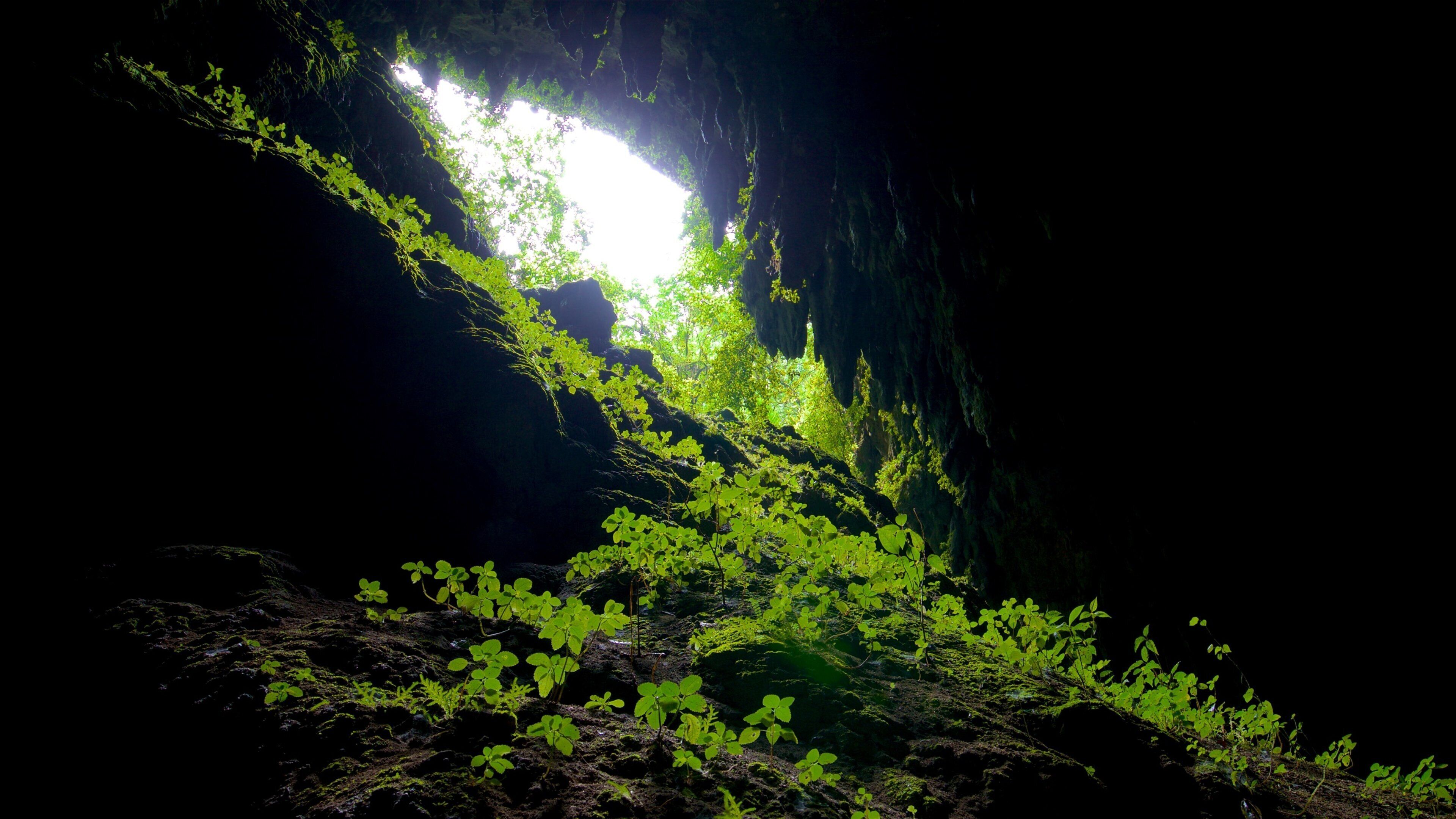 A cave with sunlight filtering through, illuminating green plants growing on the rocky surface.