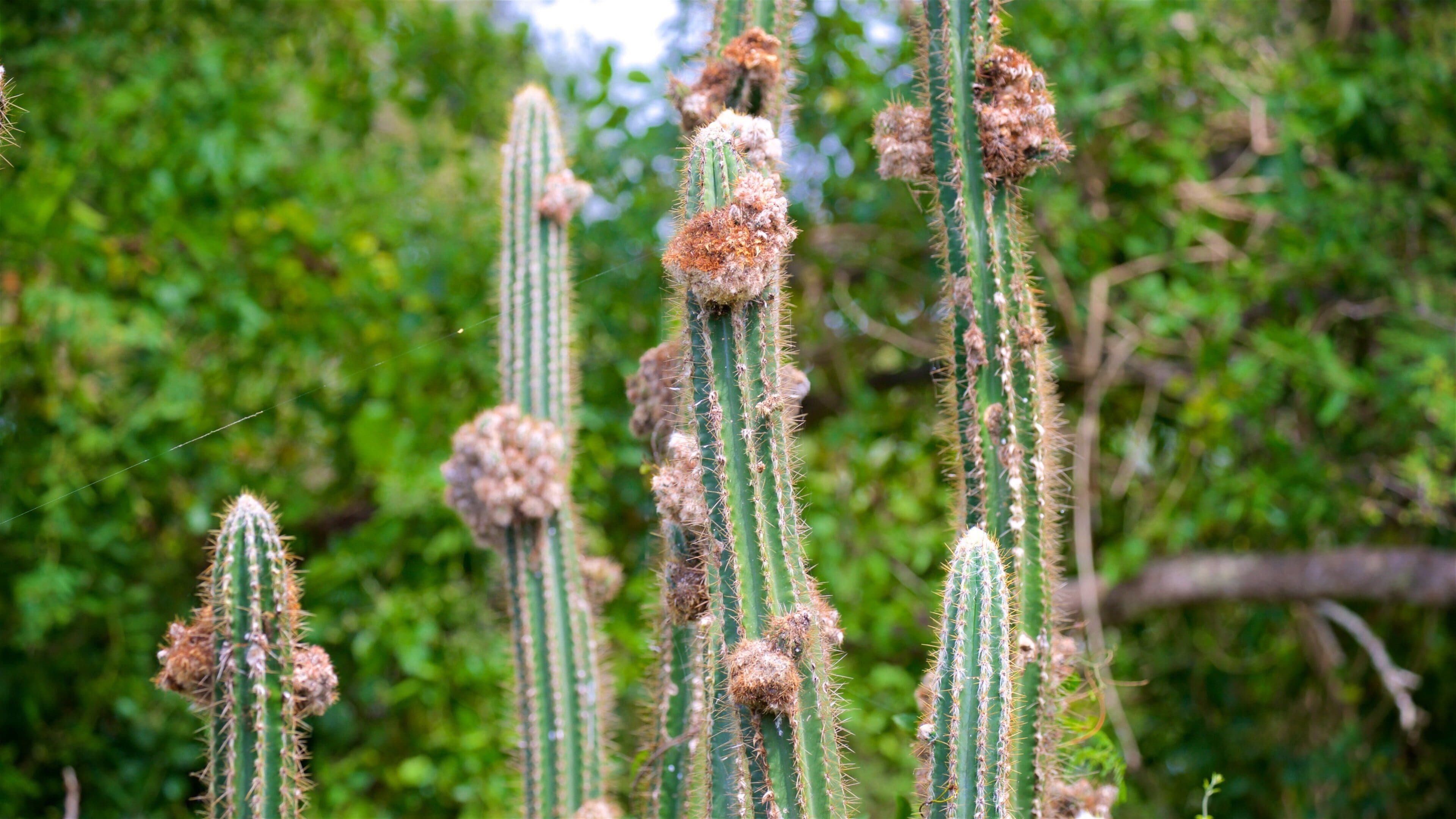 Cabo Rojo National Wildlife Refuge