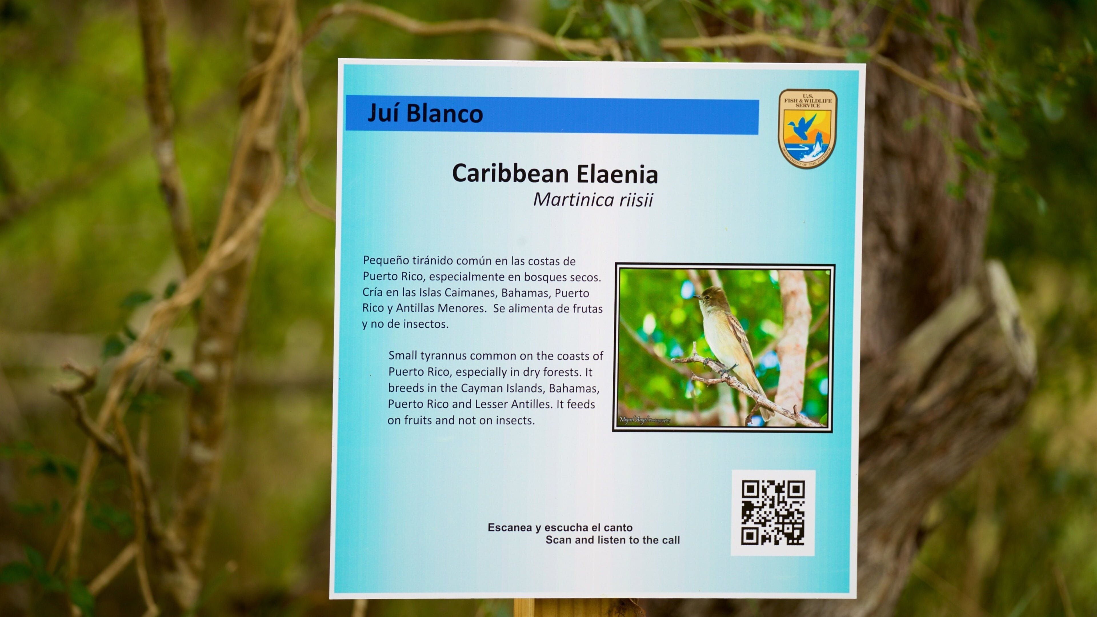 A sign about the Caribbean Elaenia bird, with text in Spanish and an English translation, and a QR code.