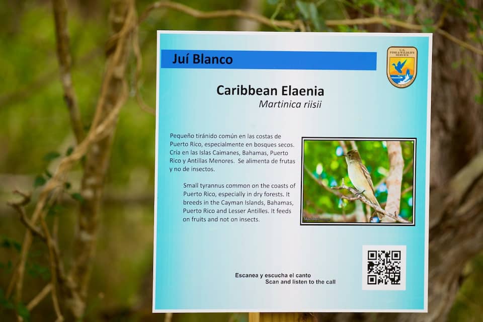 A sign about the Caribbean Elaenia bird, with text in Spanish and an English translation, and a QR code.