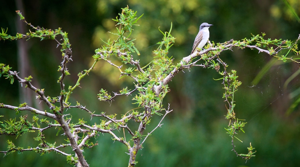 Cabo Rojo National Wildlife Refuge