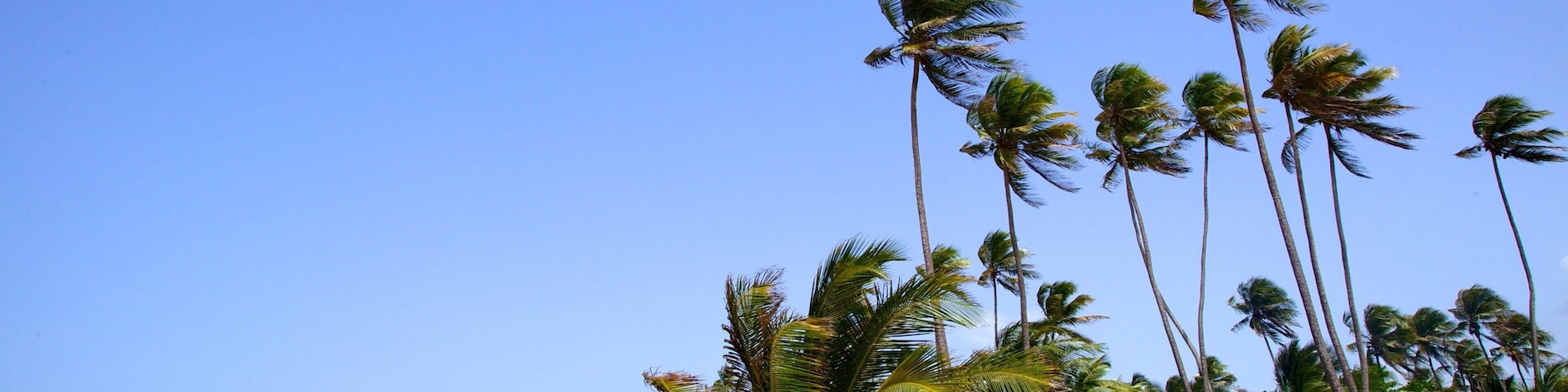 Porto Rico que inclui cenas tropicais e uma praia