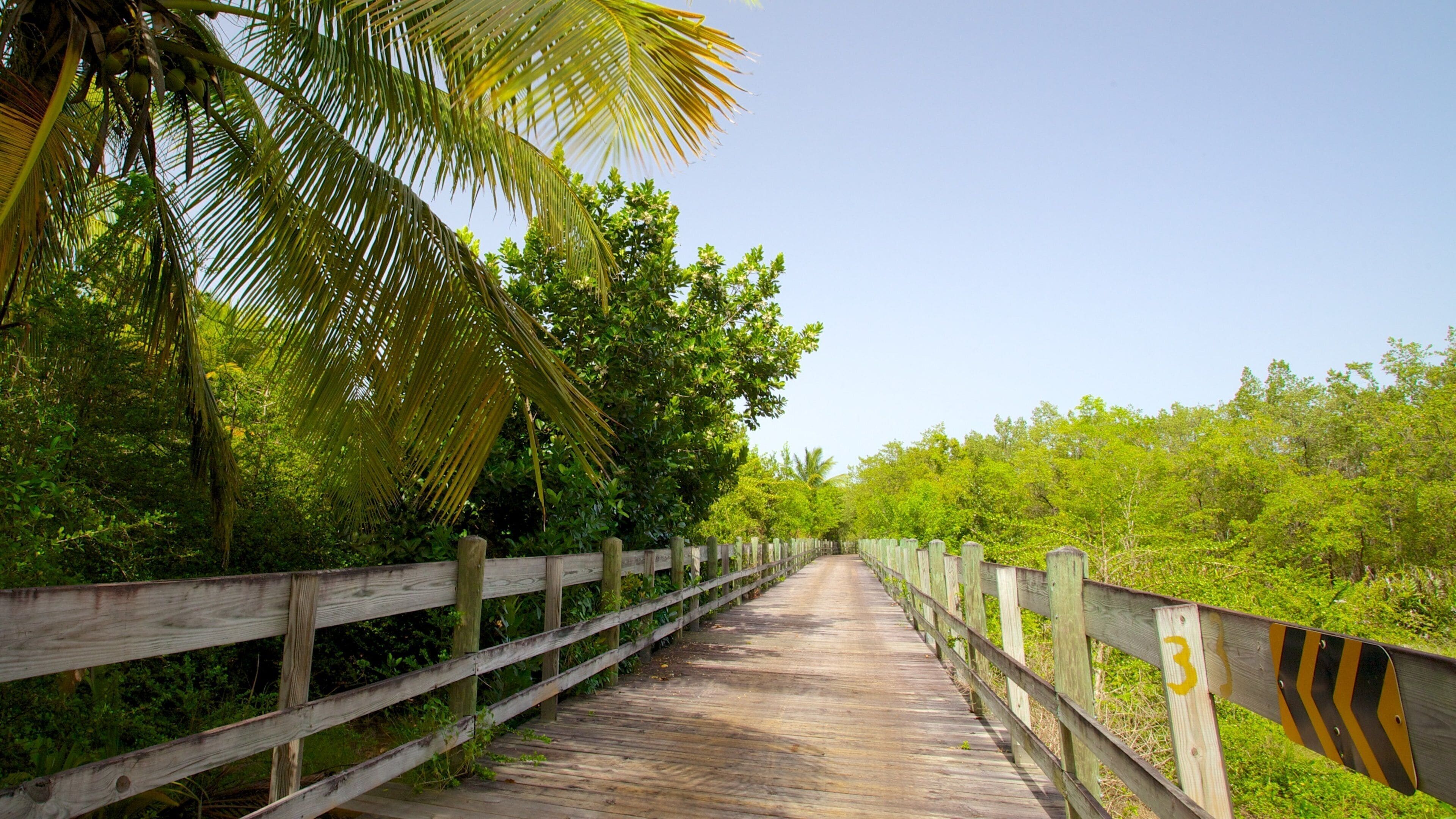 Pinones State Forest which includes forest scenes