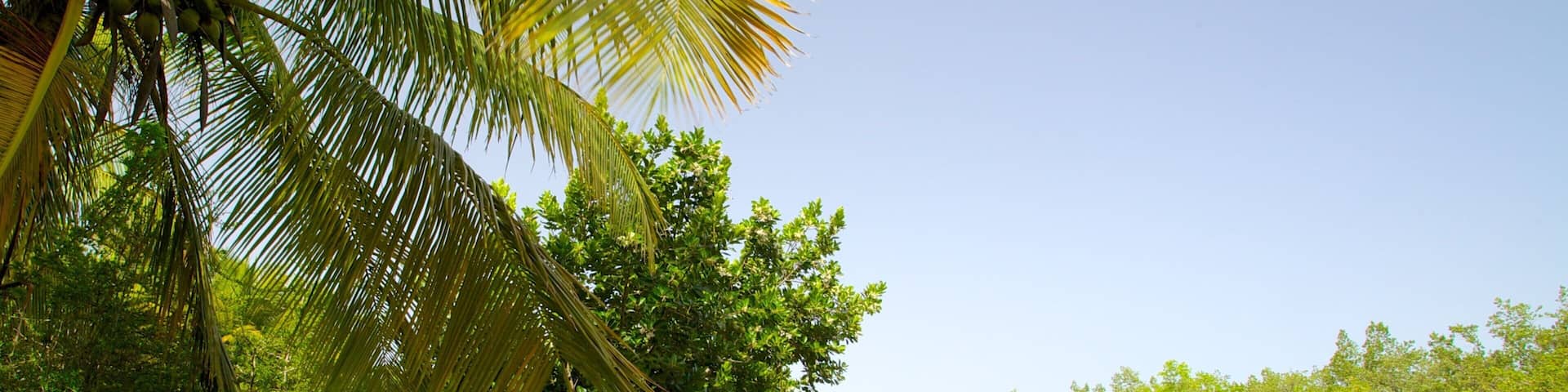 Pinones State Forest which includes forest scenes