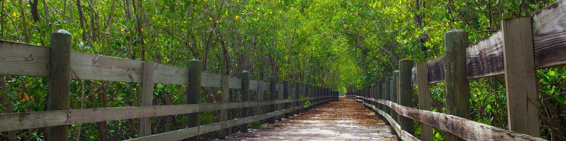 Pinones State Forest which includes forests