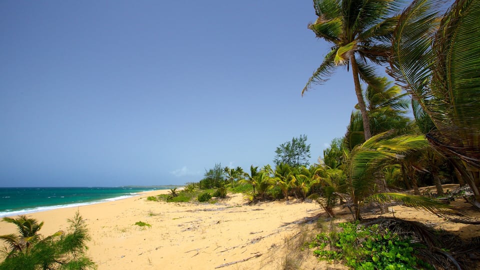 Pinones State Forest