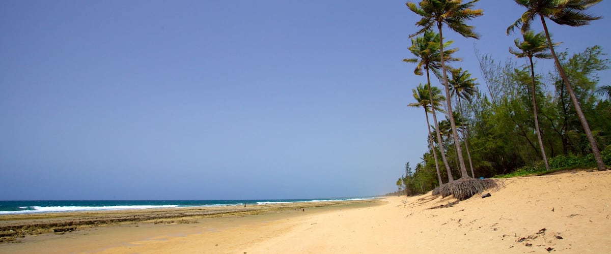 A sandy beach with palm trees and the ocean.