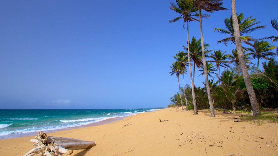 A sandy beach with tall palm trees and the ocean.