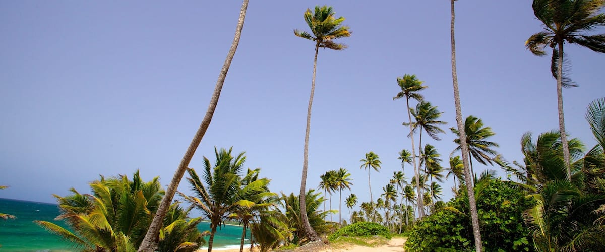 Puerto Rico showing a sandy beach and tropical scenes