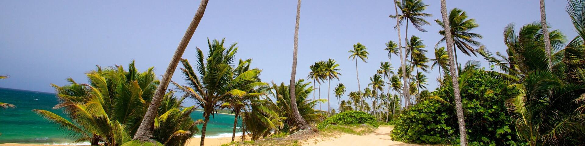 Puerto Rico showing a beach and tropical scenes