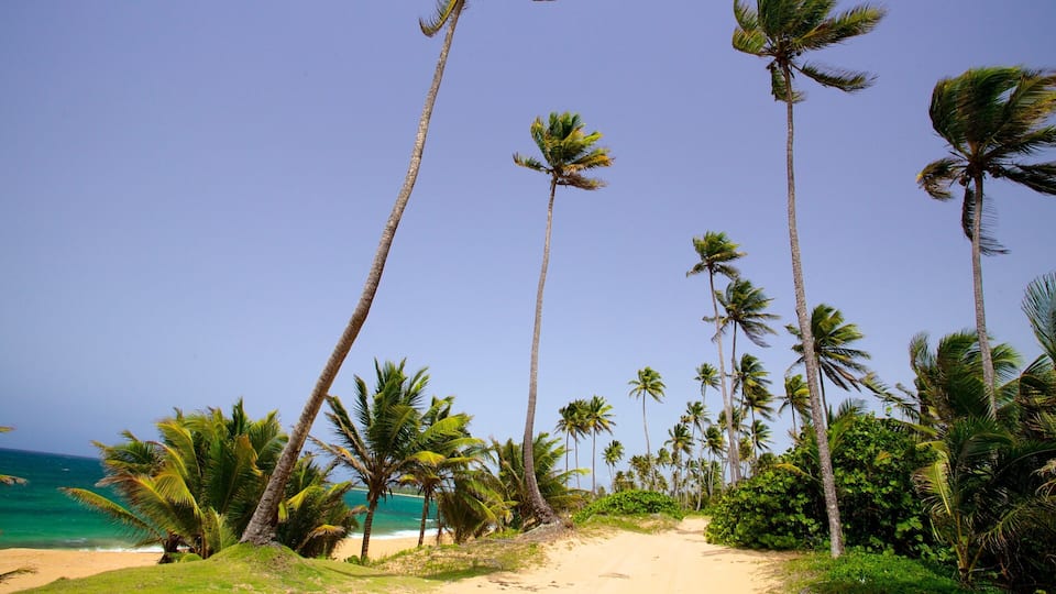 Puerto Rico showing a sandy beach and tropical scenes