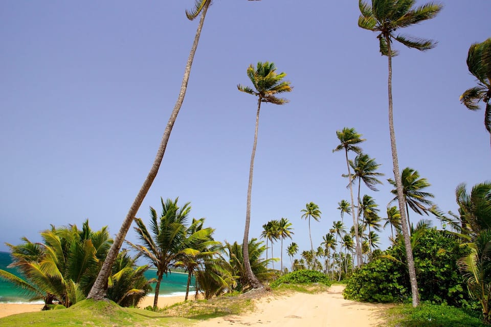 Una playa con palmeras y un cielo azul despejado.