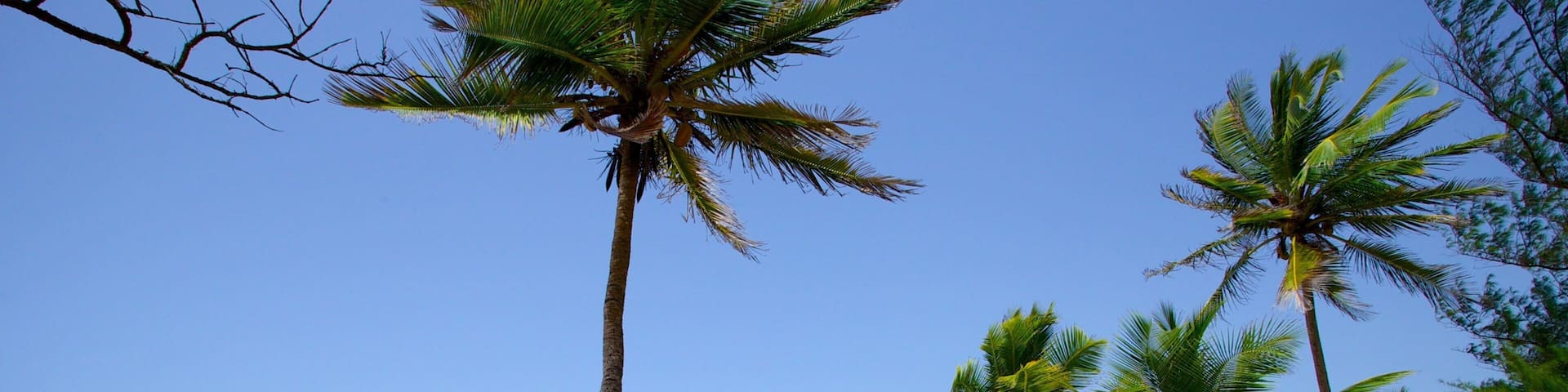 Puerto Rico featuring a beach and tropical scenes