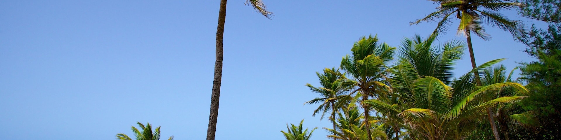 Puerto Rico featuring a beach and tropical scenes