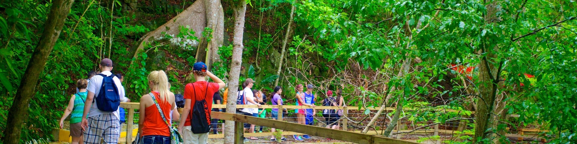 Hacienda Buena Vista mostrando escalada ou caminhada e floresta tropical assim como um grande grupo de pessoas