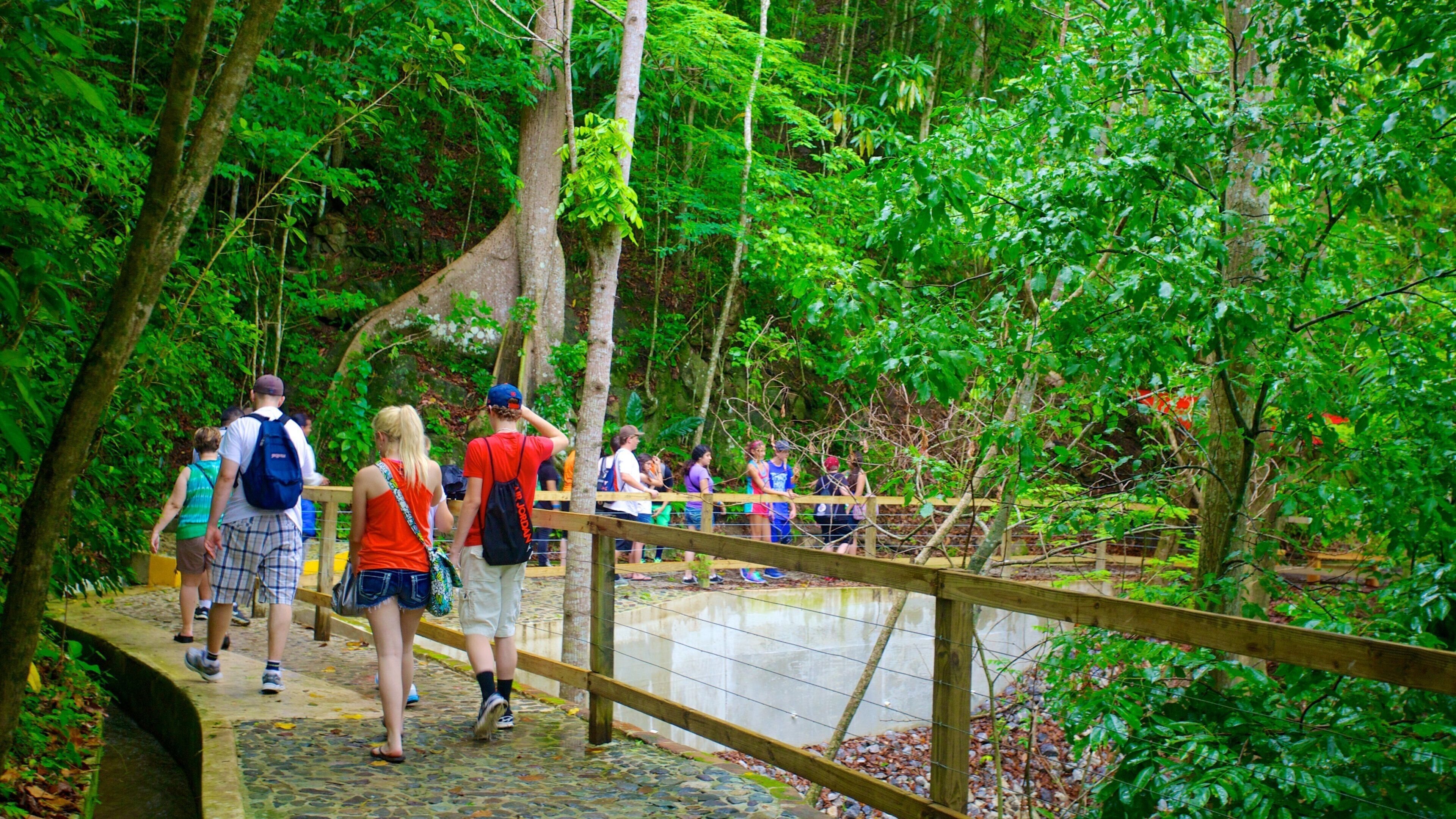 A group of people walking on a wooden bridge in a forested area.