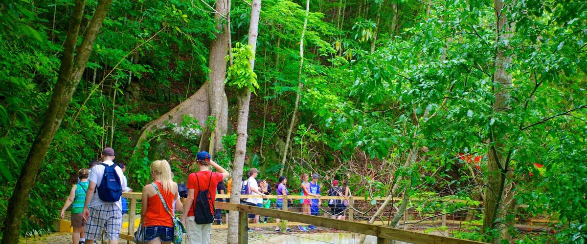 A group of people walking on a wooden bridge in a forested area.