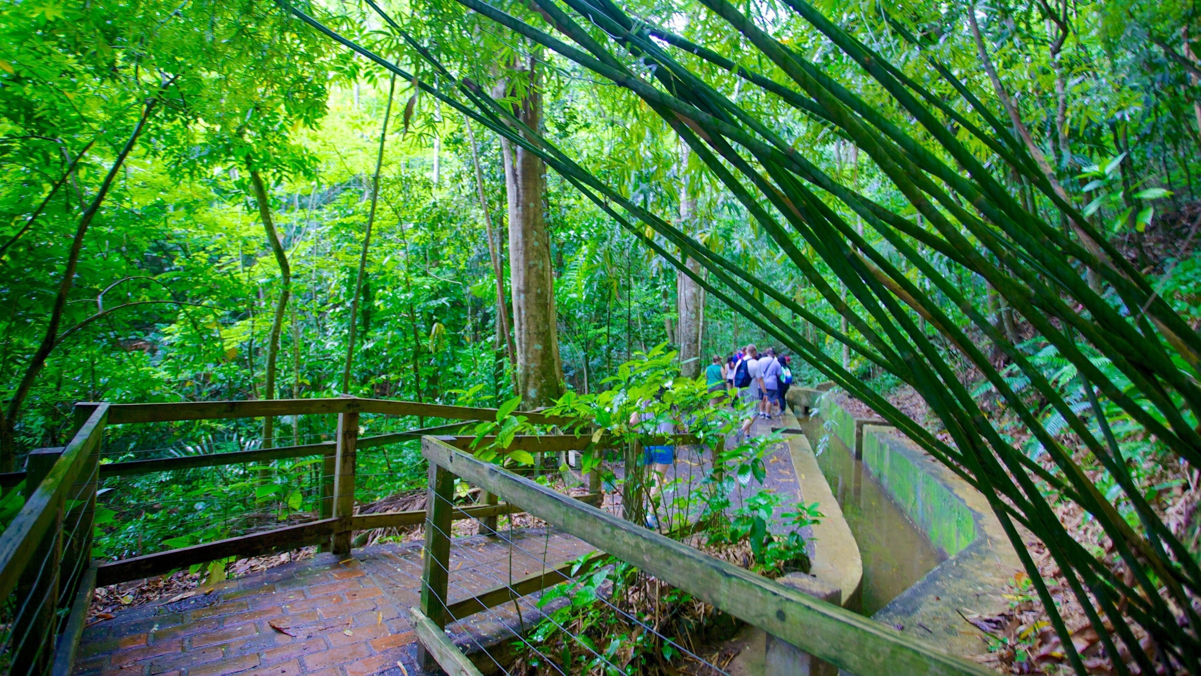 Hacienda Buena Vista montrant randonnée ou marche à pied et forêt vierge