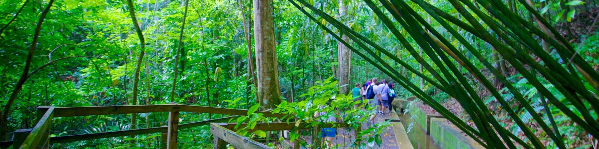 Uma ponte de madeira numa floresta exuberante, com folhagem verde densa.