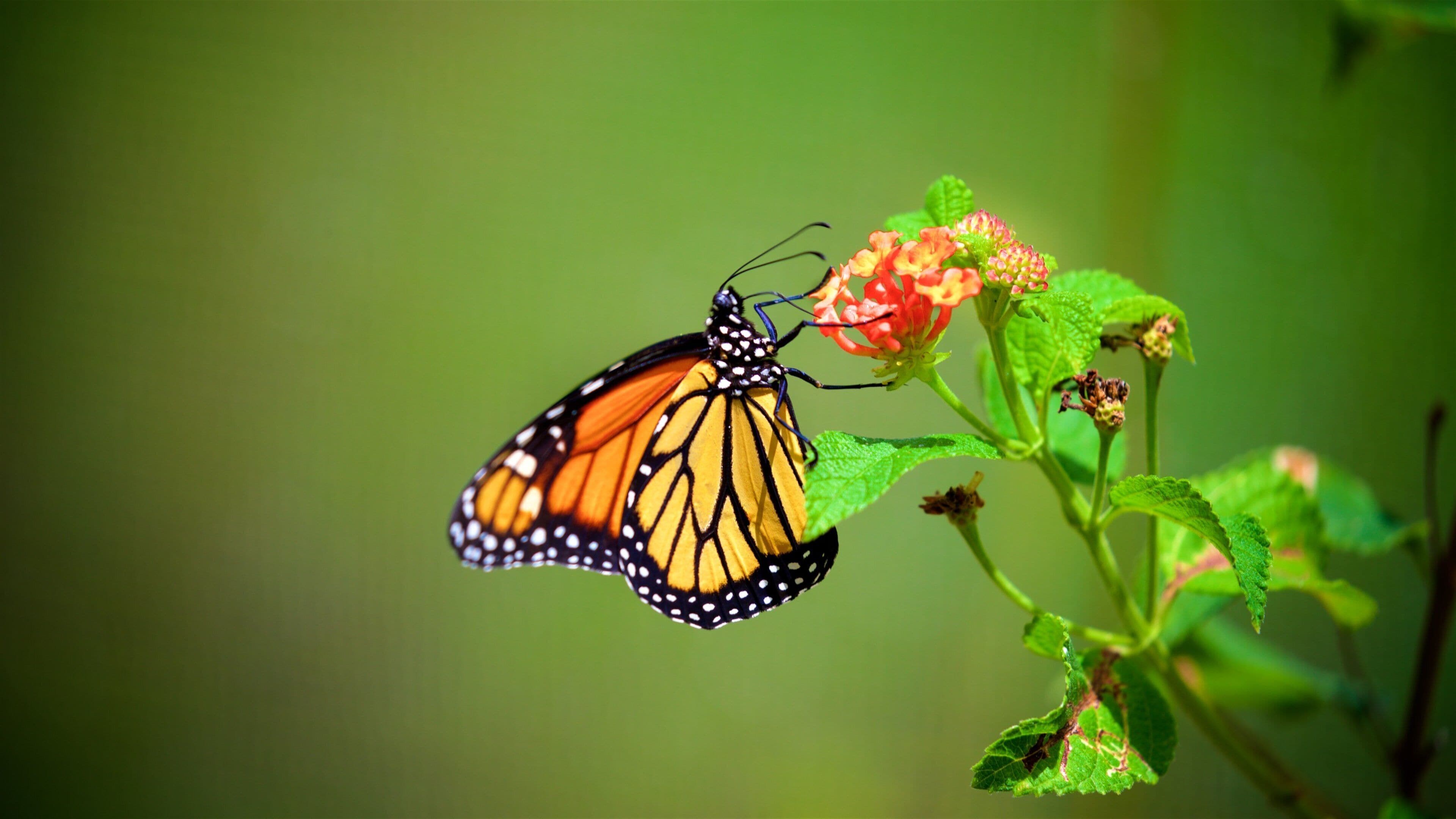 El Museo Castillo Serralles which includes animals and wildflowers