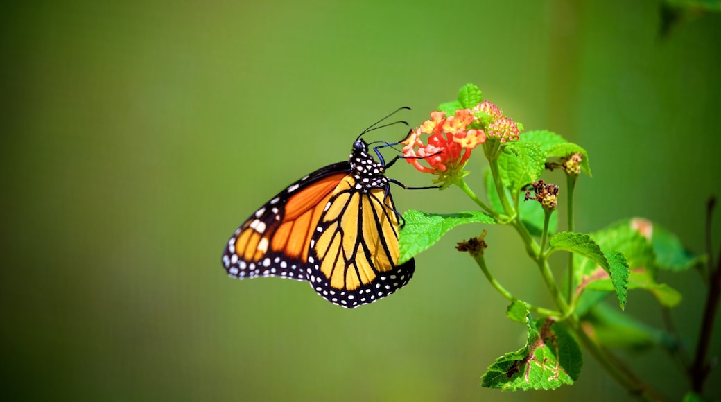 El Museo Castillo Serralles which includes animals and wildflowers