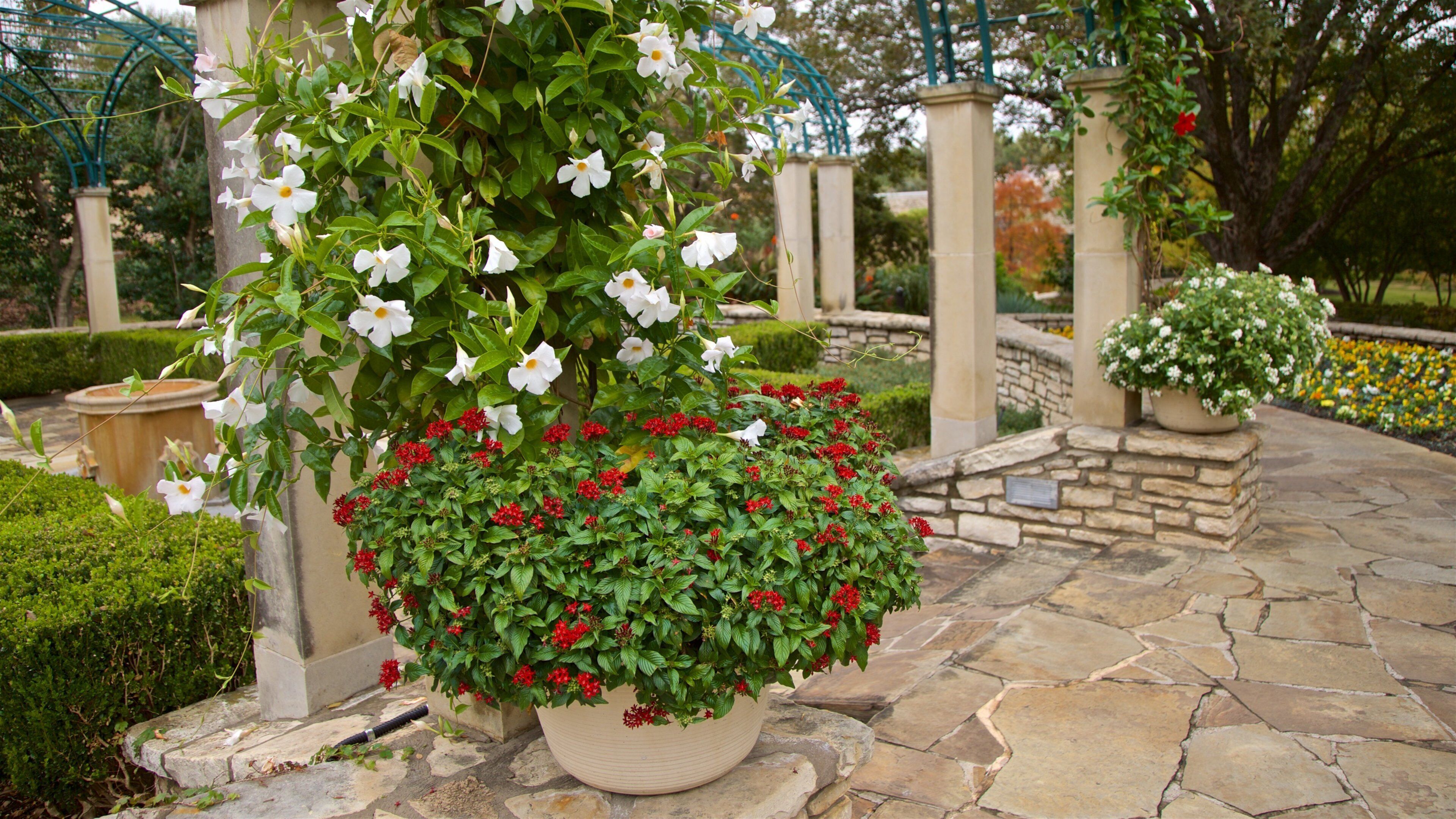 Fort Worth Botanic Garden featuring flowers and a park