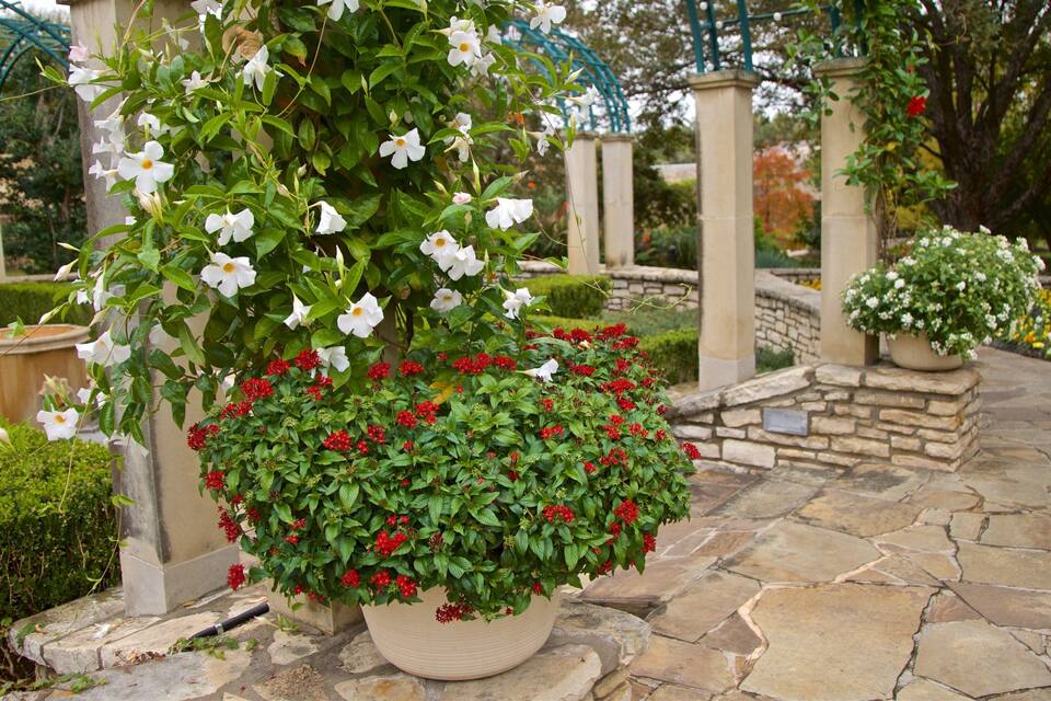 A garden with white flowers and red foliage, stone pathways, and a gazebo.