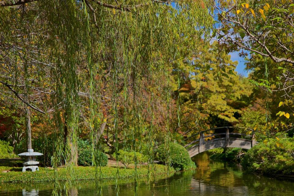 Un jardí serè amb un pont sobre un estany, envoltat de vegetació exuberant i fullatge d'autorriu.