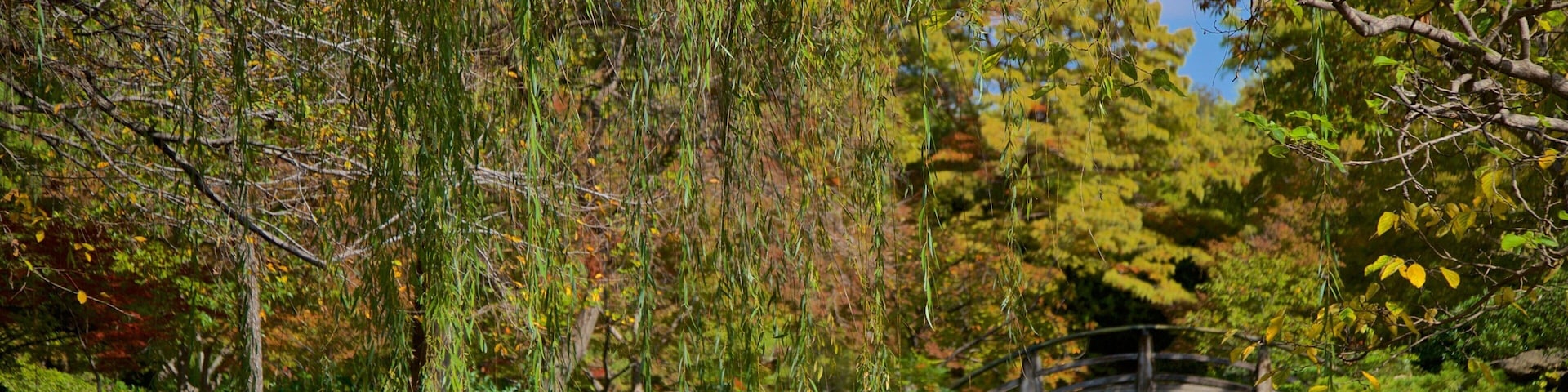 Fort Worth Japanese Garden caracterizando uma ponte, um parque e um rio ou córrego