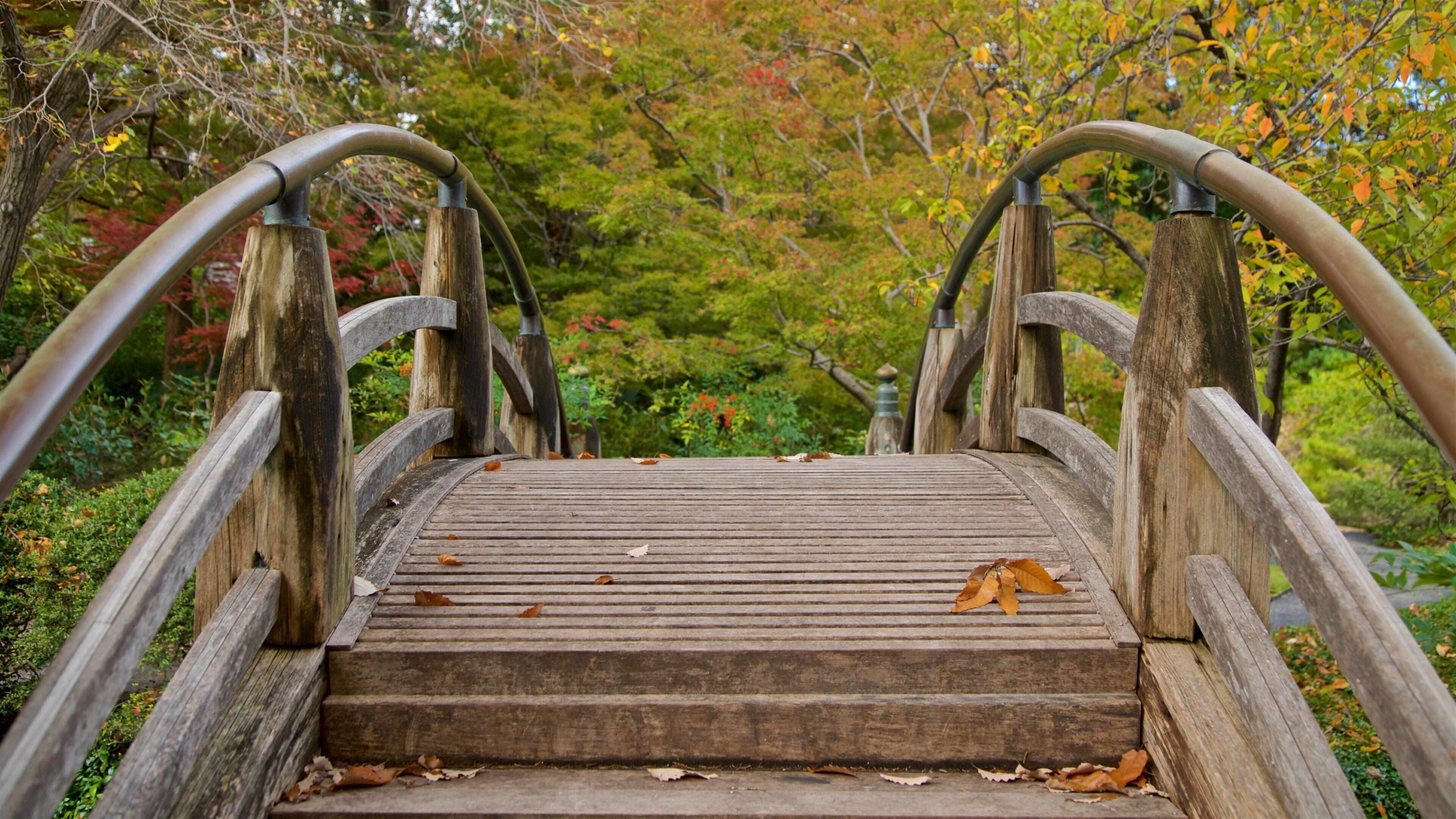 Fort Worth Japanese Garden mostrando uma ponte