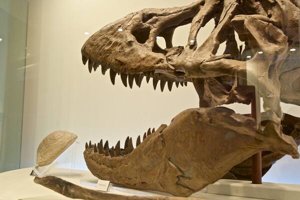Fort Worth Museum of Science and History showing heritage elements and interior views