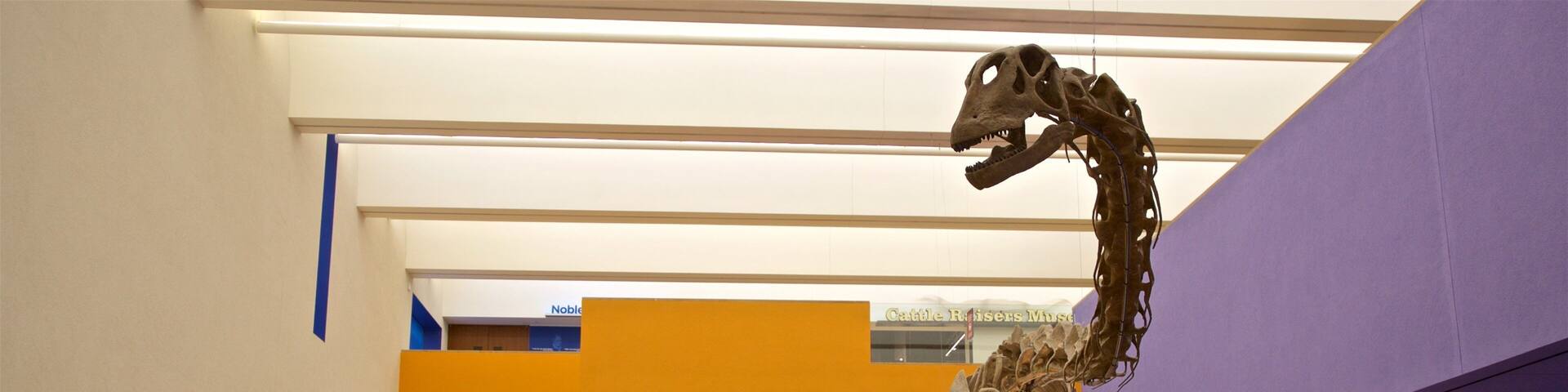 A dinosaur skeleton exhibit in a museum with a staircase leading up to it.