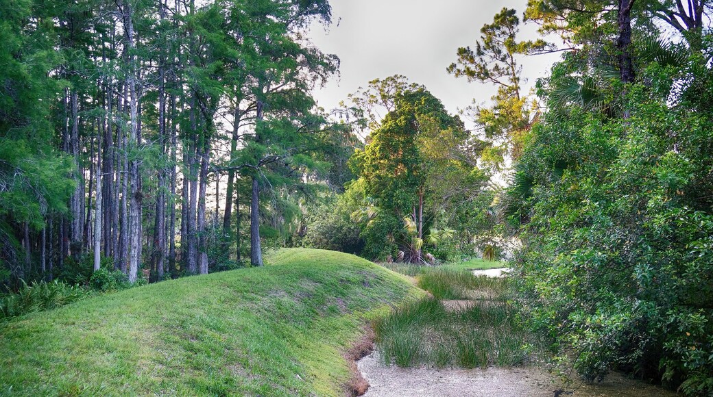 quiet swamp landscape on a golf course