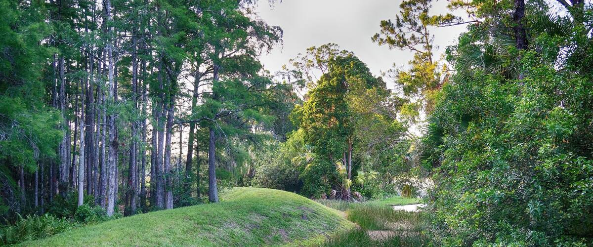 quiet swamp landscape on a golf course