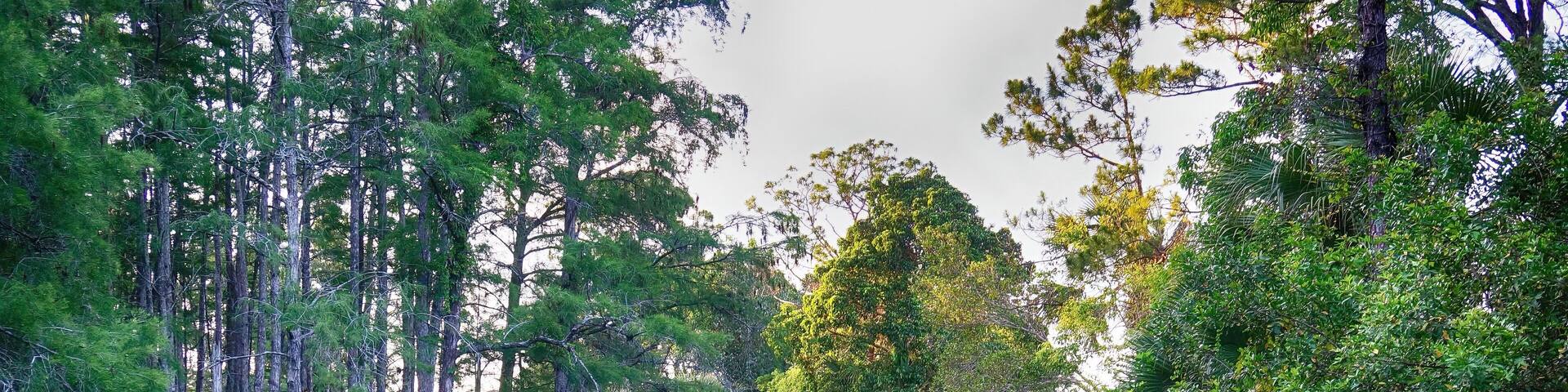 A lush green landscape with a grassy hill, dense trees, and a small water body.