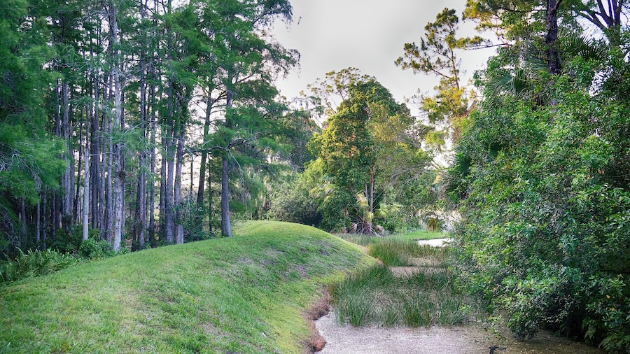 quiet swamp landscape on a golf course