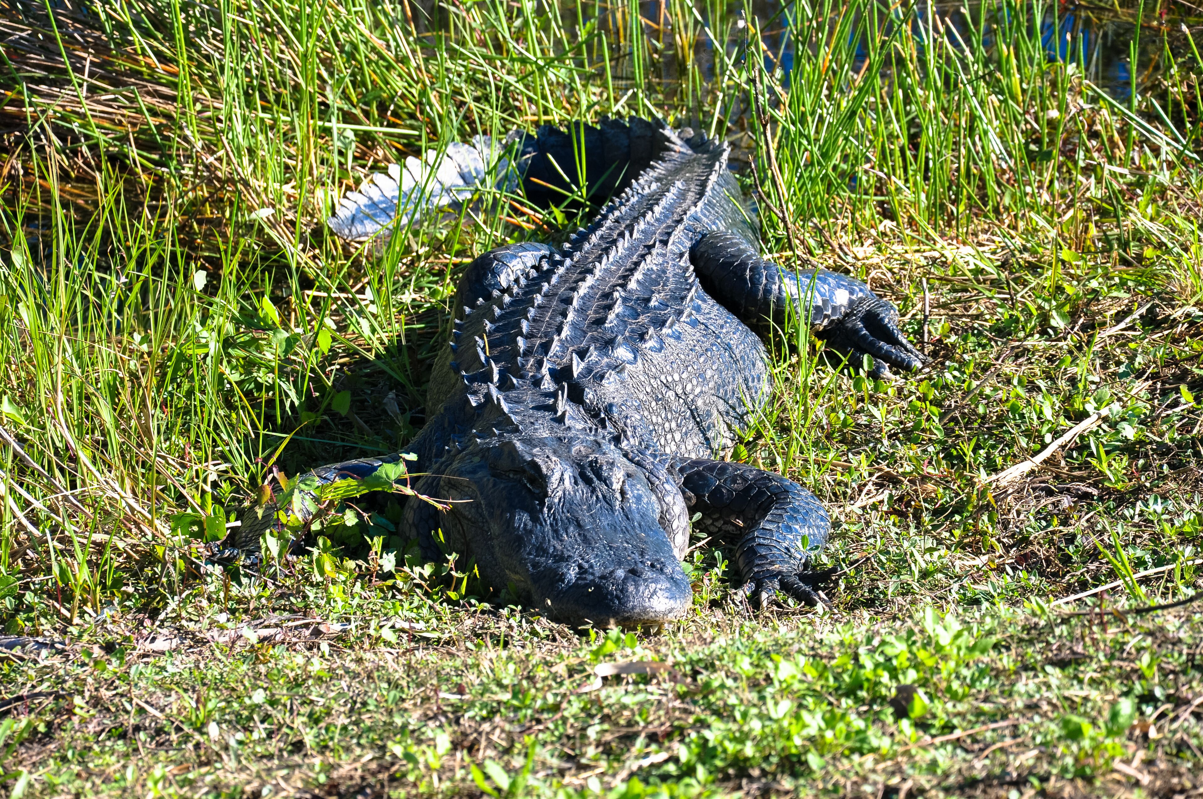 American alligator