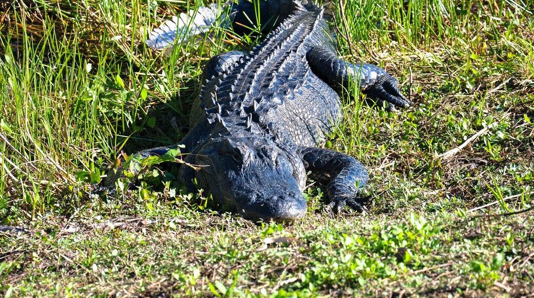 American alligator
