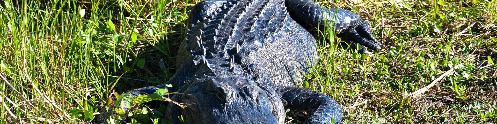American alligator