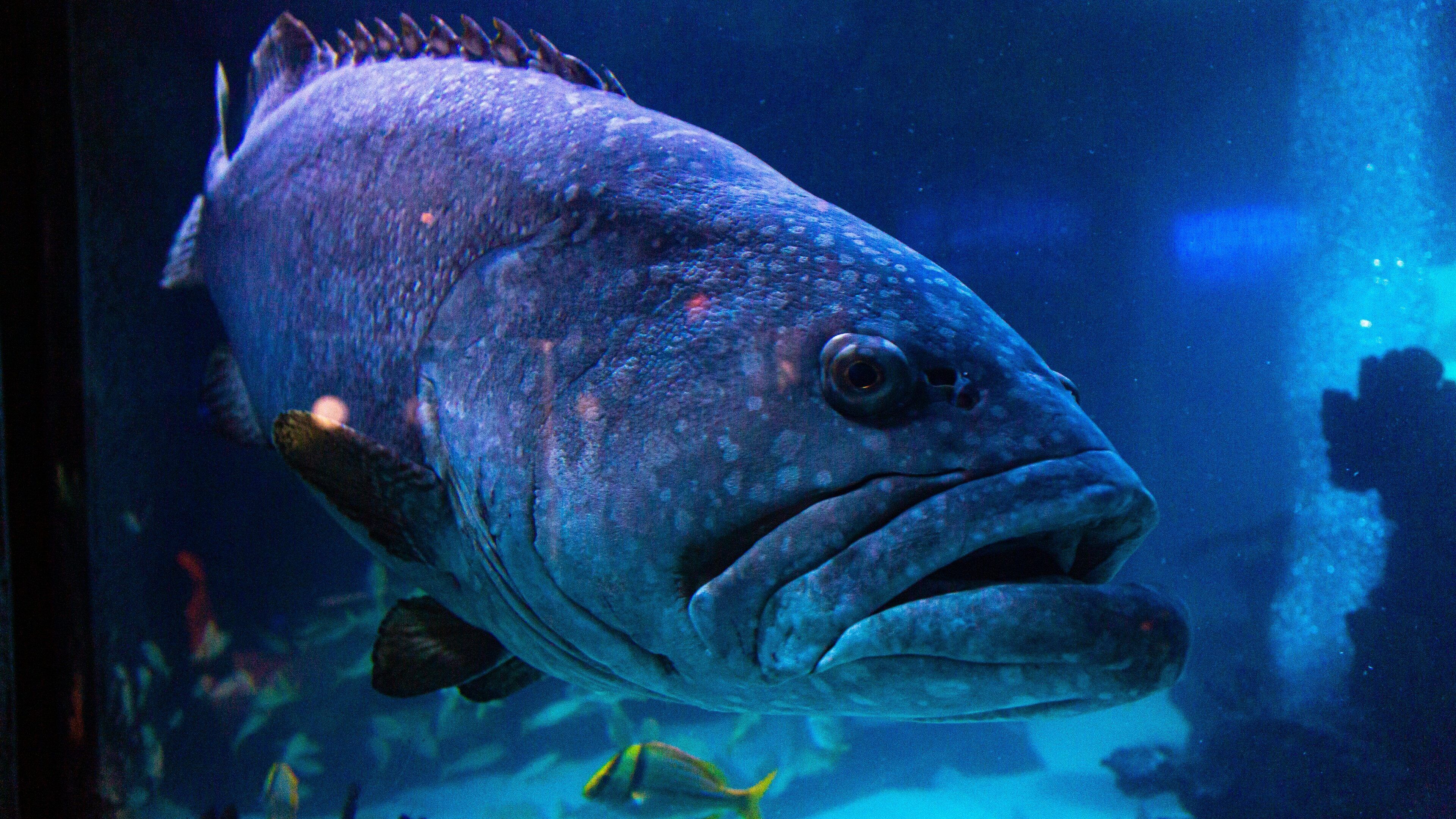 Downtown Aquarium showing marine life