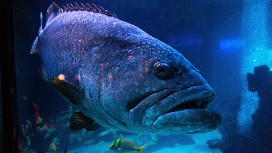 Downtown Aquarium showing marine life