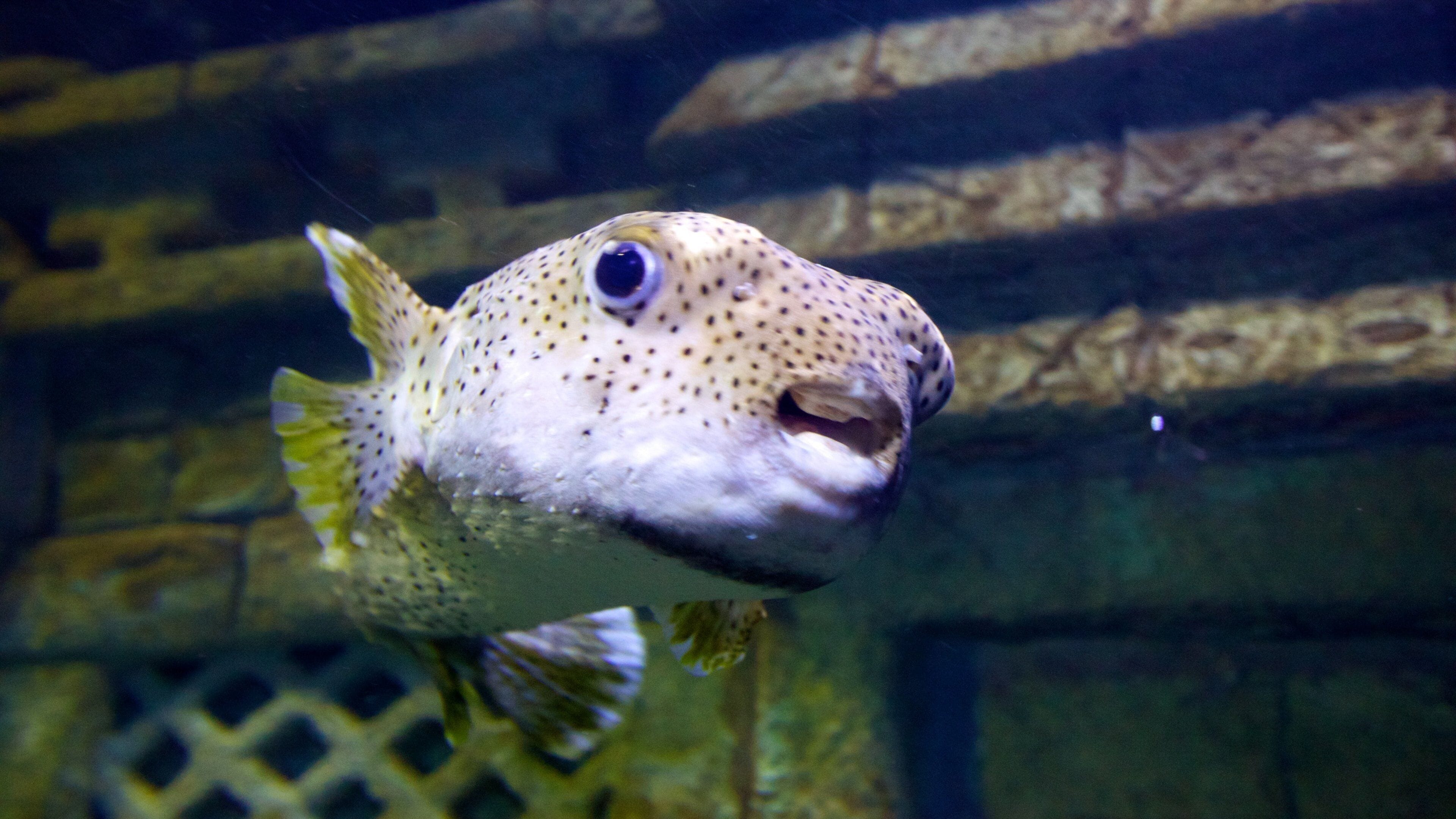 市中心水族館 其中包括 海洋生物