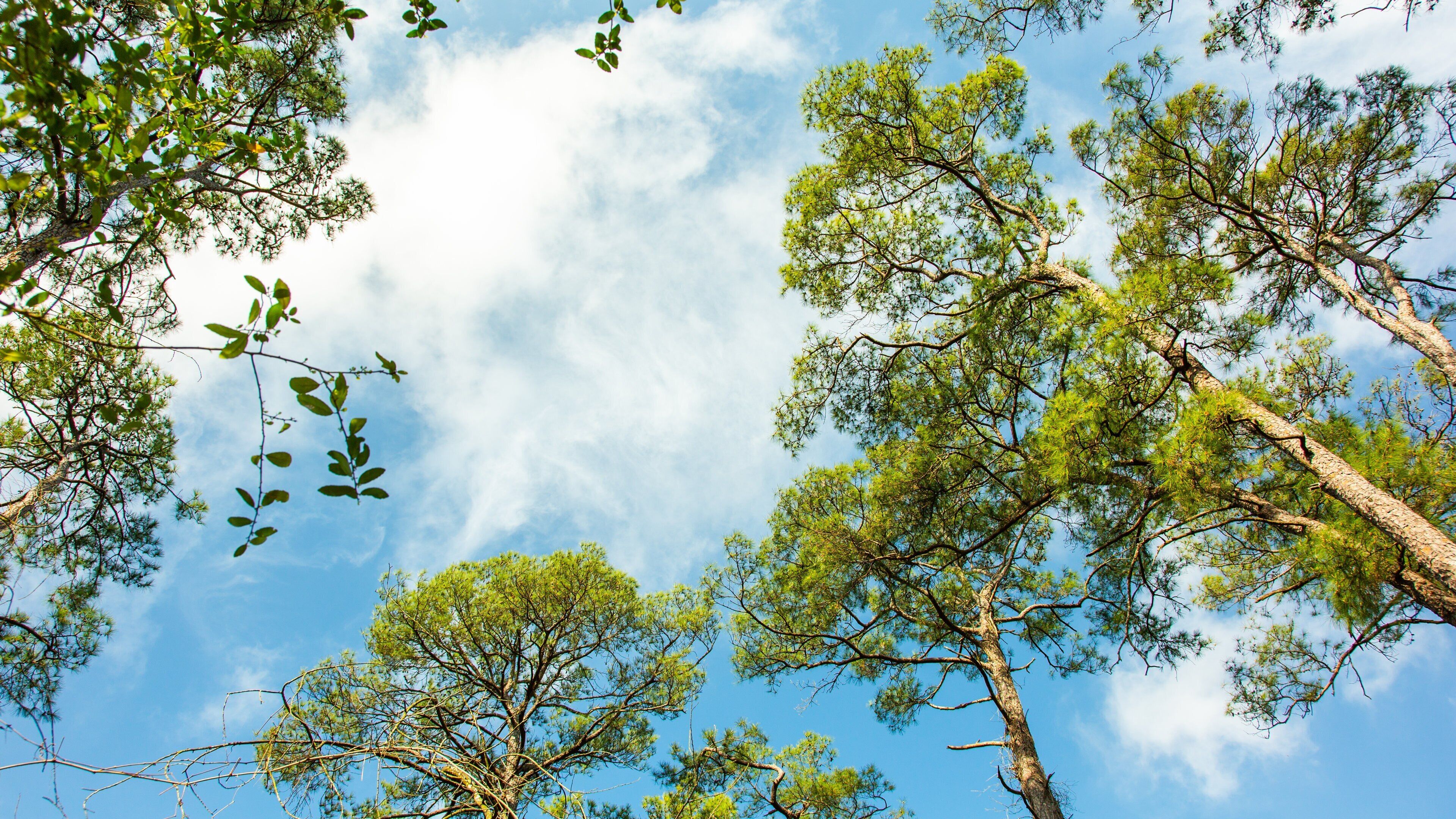 Houston Arboretum and Nature Center