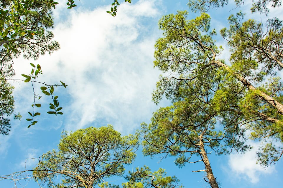 A forest of tall pine trees with a clear blue sky.