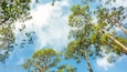 A forest of tall pine trees with a clear blue sky.