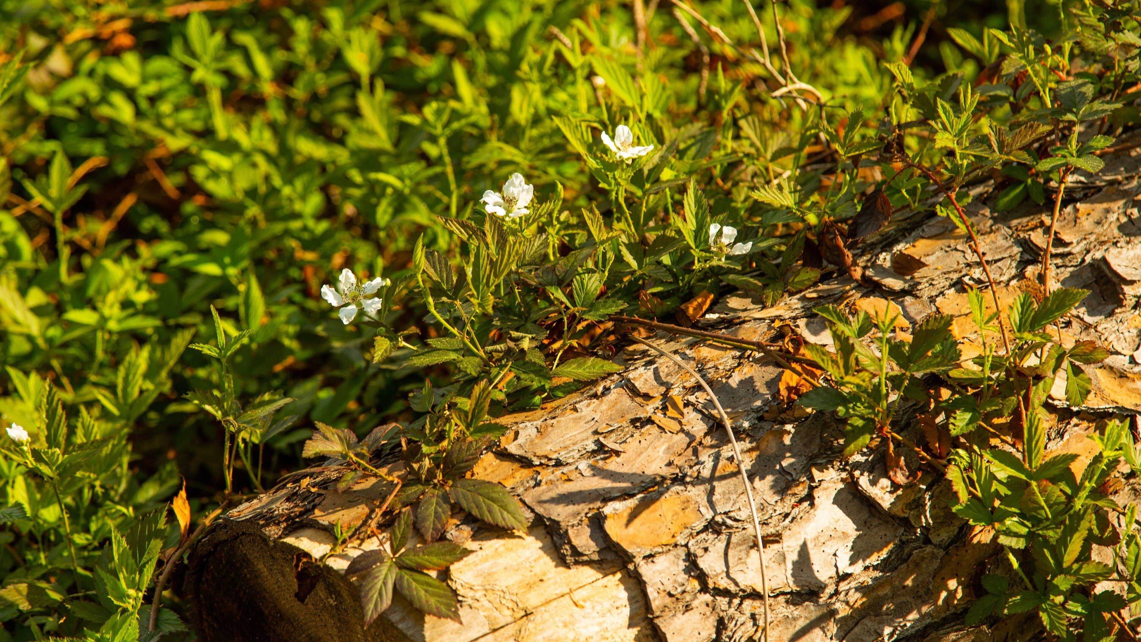 Houston Arboretum and Nature Center