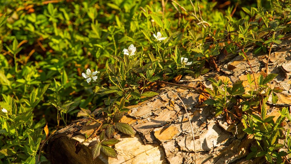 Houston Arboretum and Nature Center